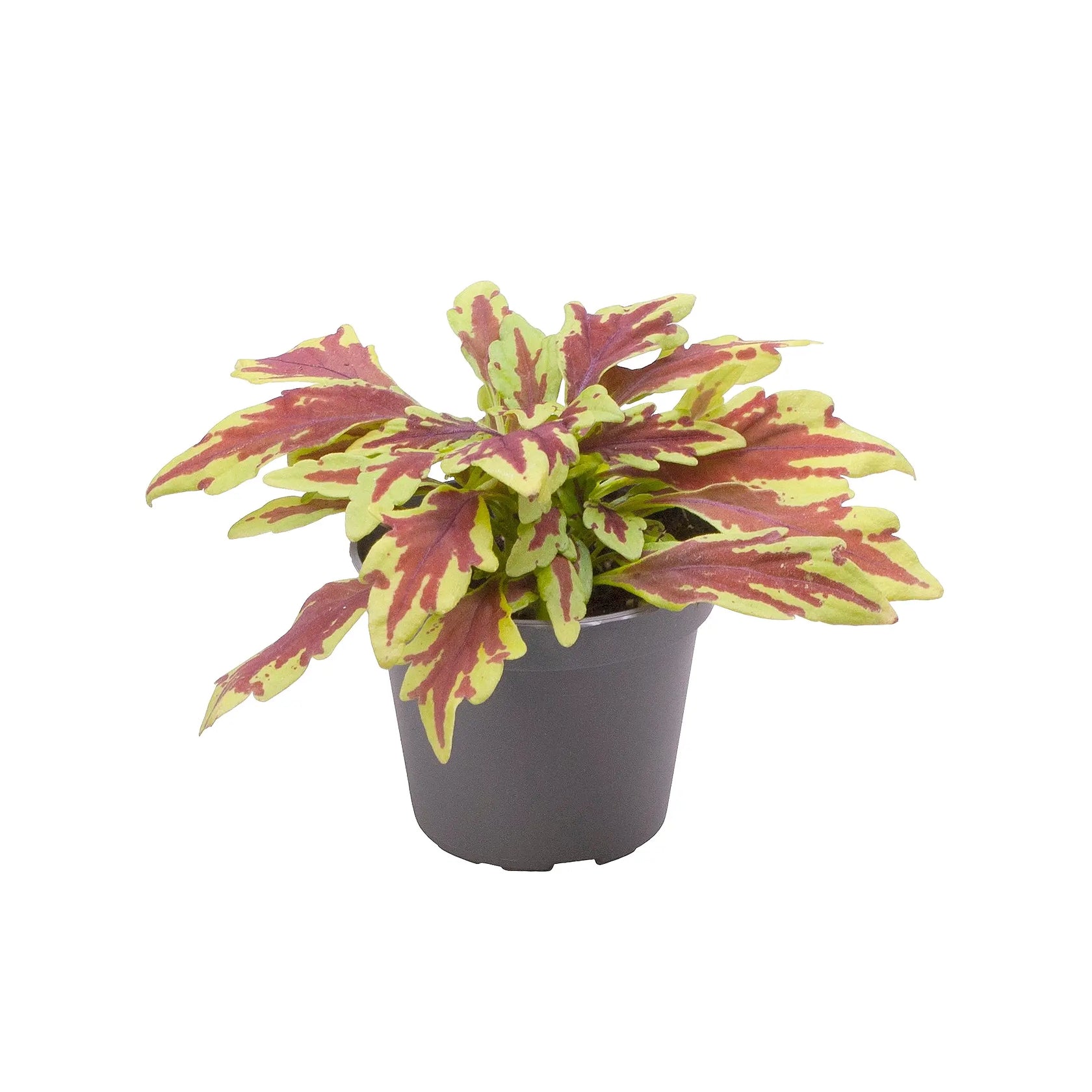 plant set: Crazy Coleus Babies on white background.