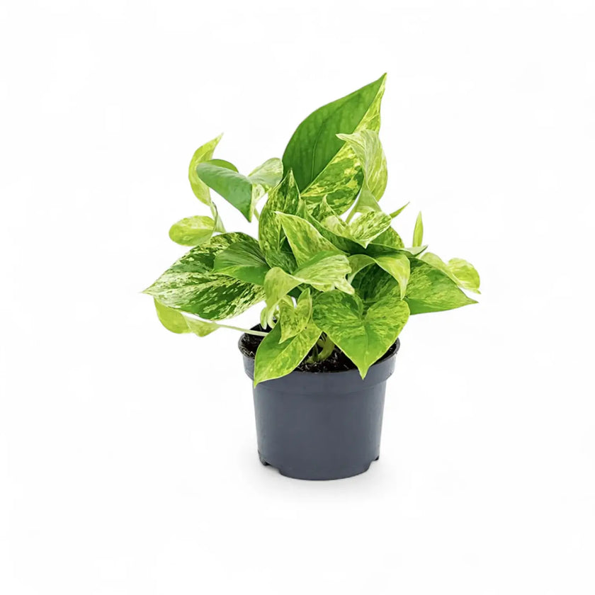 plant set: Epipremnum Varieties potted plant in nursery pot on white background.
