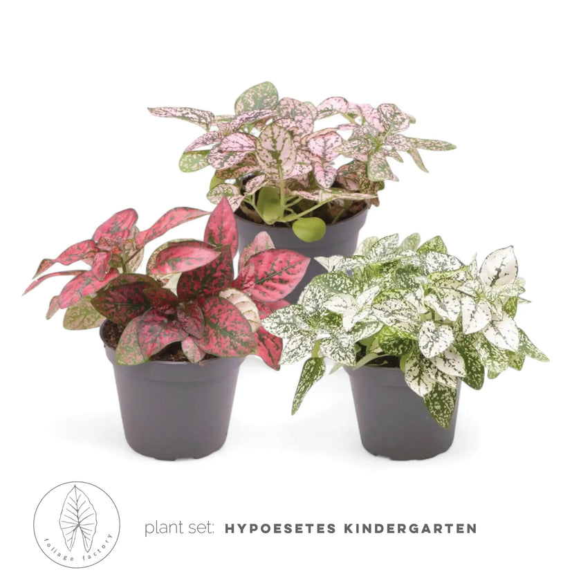 plant set: Hypoestes Kindergarten leaf detail on white background.