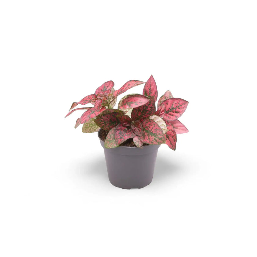 plant set: Hypoestes Kindergarten potted plant in nursery pot on white background.