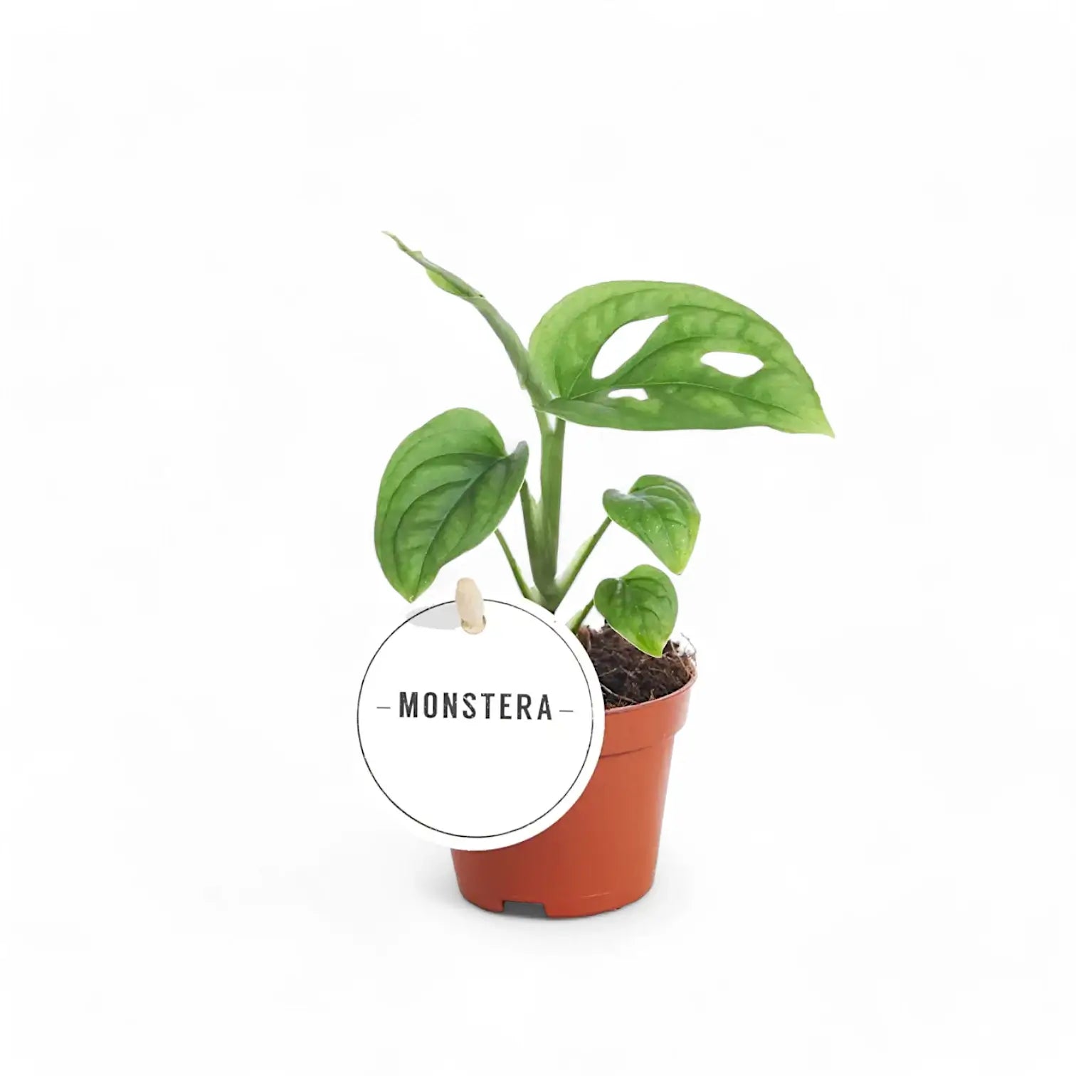 plant set: Monstera Kindergarten potted plant in nursery pot on white background.