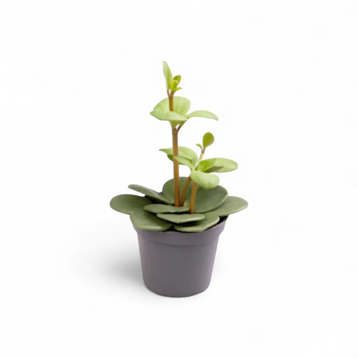 plant set: Peperomia Kindergarten potted plant in nursery pot on white background.