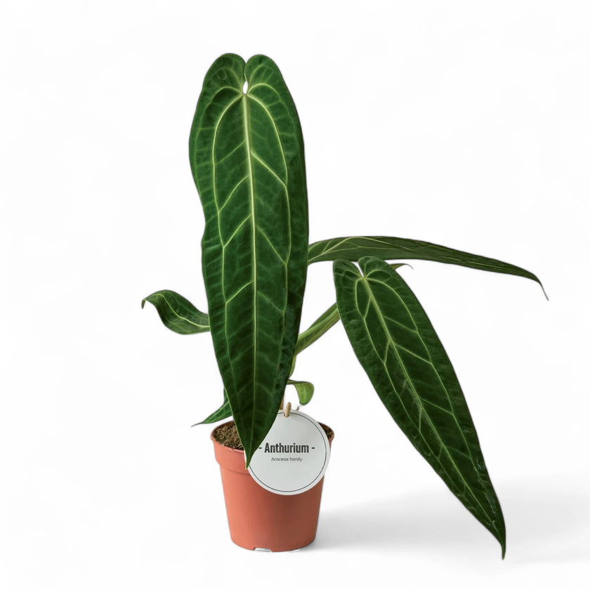 Pflanzenset : Queen & King Anthurium Zimmerpflanze im Anzuchttopf vor weißem Hintergrund, Produktfoto 2.