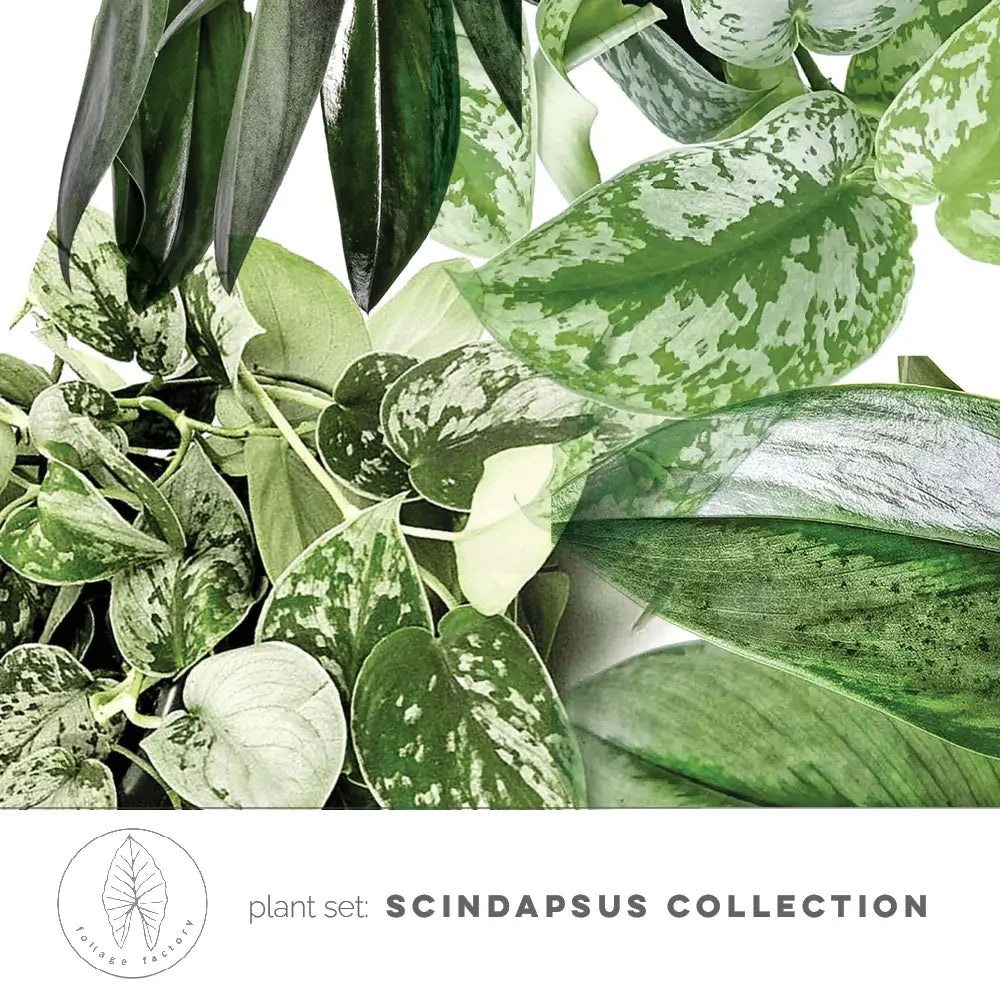 Pflanzenset : Scindapsus collection Hauptproduktfoto vor weißem Hintergrund.