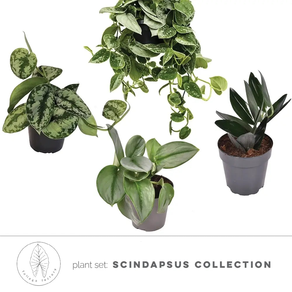 Pflanzenset : Scindapsus collection vor weißem Hintergrund, Produktfoto 2.
