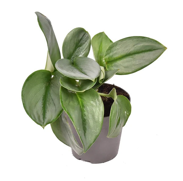 plant set: Scindapsus collection on white background.