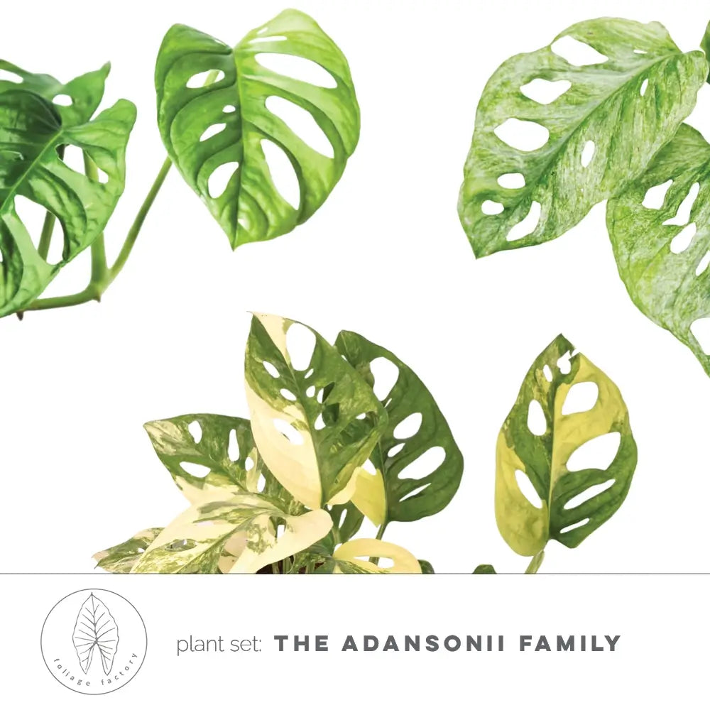 Pflanzenset : The Adansonii Family Hauptproduktfoto vor weißem Hintergrund.