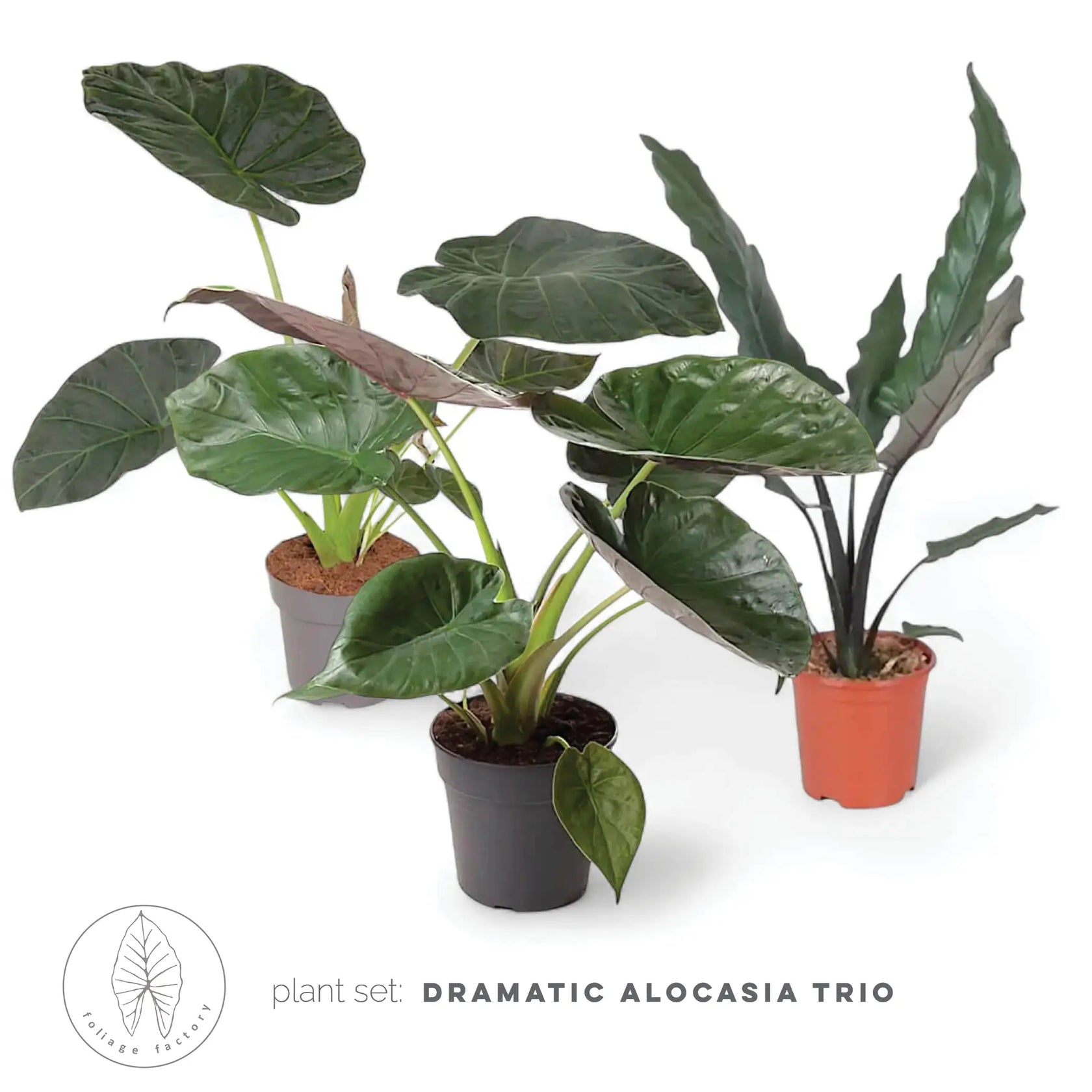 Pflanzenset : The Dramatic Alocasia Trio – Blattdetail vor weißem Hintergrund..