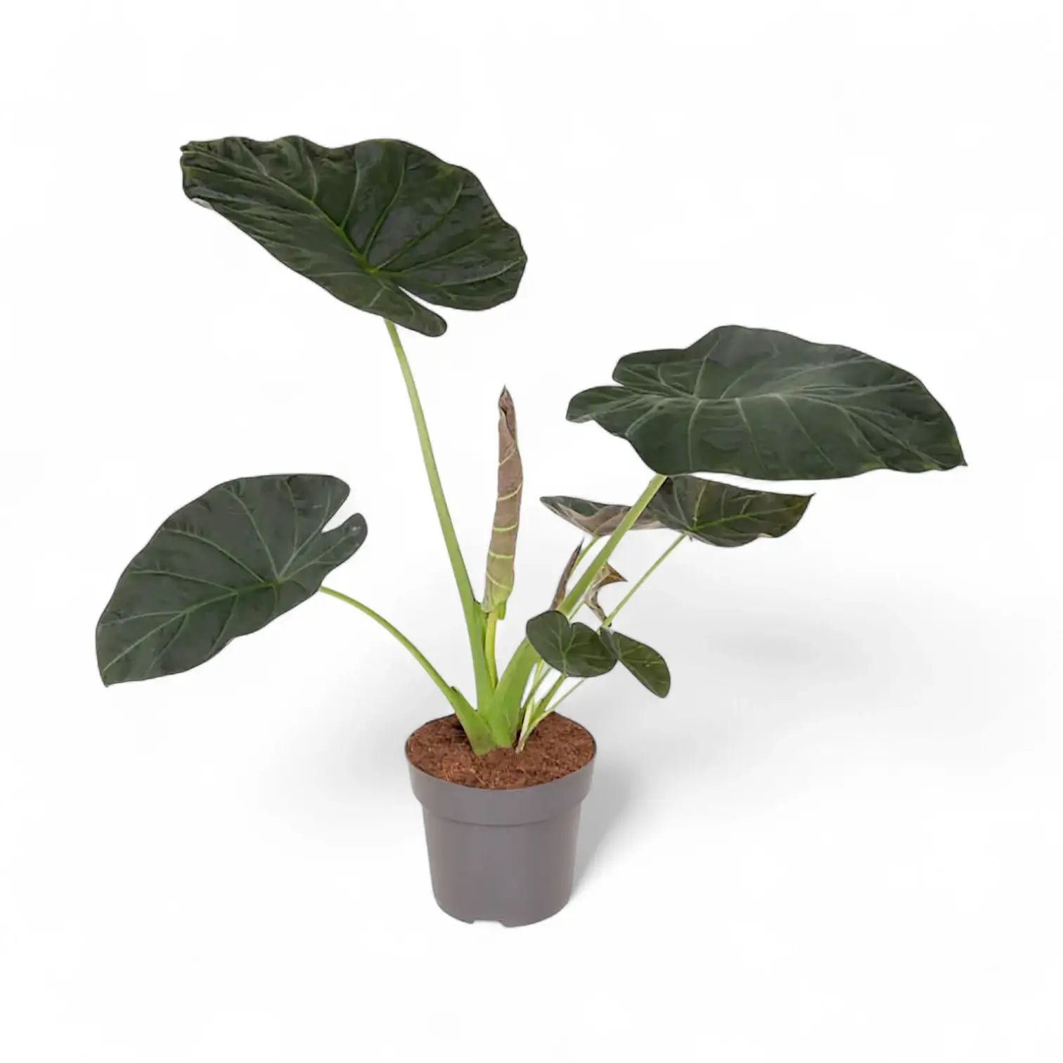 Pflanzenset : The Dramatic Alocasia Trio Zimmerpflanze im Anzuchttopf vor weißem Hintergrund, Produktfoto 4.