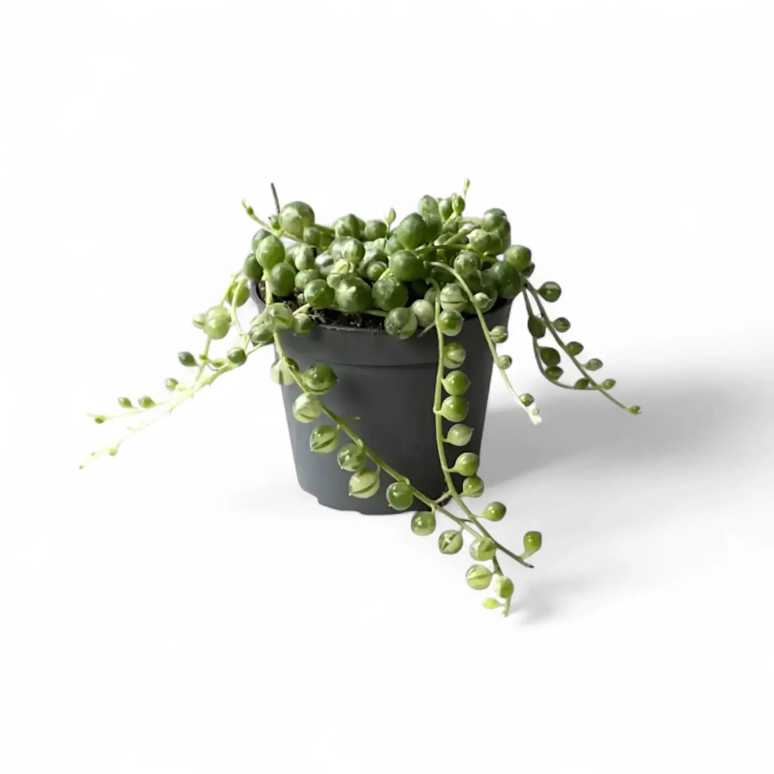 Pflanzenset : Trailing Baby Succulents vor weißem Hintergrund, Produktfoto 2.
