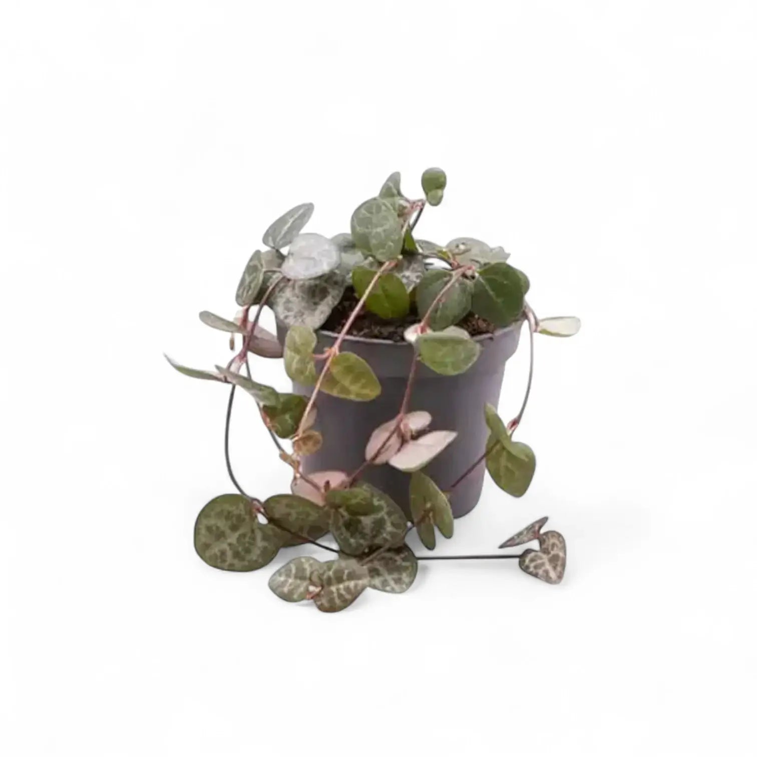 Pflanzenset : Trailing Baby Succulents vor weißem Hintergrund, Produktfoto 5.