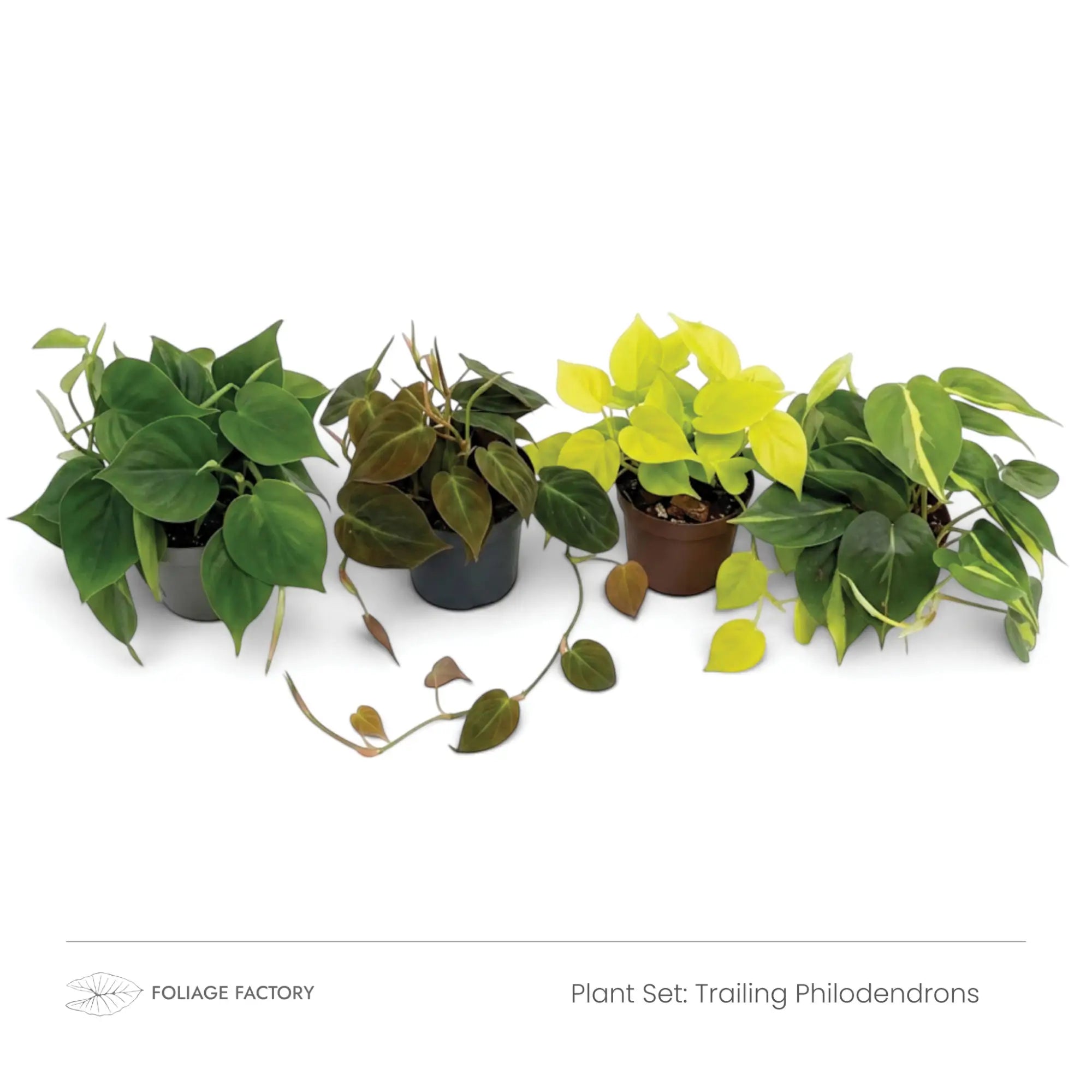 Four trailing Philodendrons arranged in a row at an angle