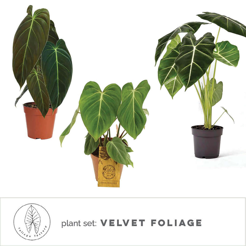 plant set: Velvet Foliage close-up of leaf on white background.