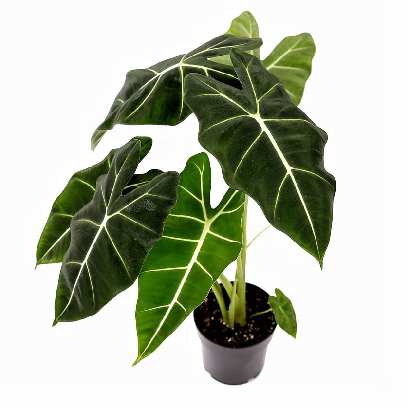 plant set: Velvet Foliage potted plant in nursery pot on white background.