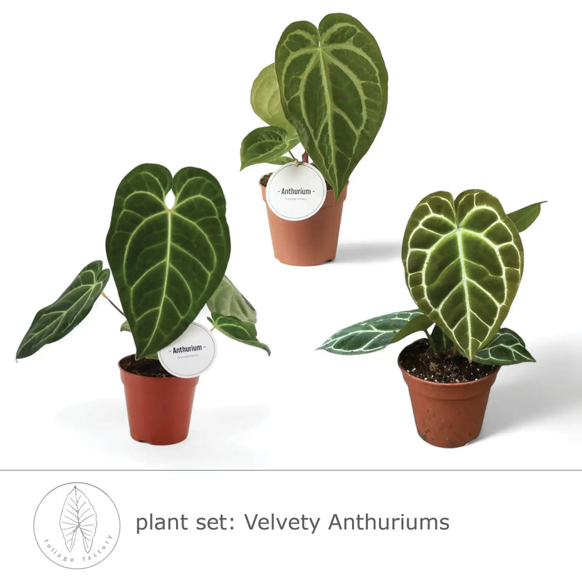 Pflanzenset : Velvety Anthuriums – Blattdetail vor weißem Hintergrund..
