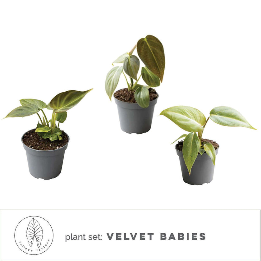 plant set: Velvety Babies on white background.