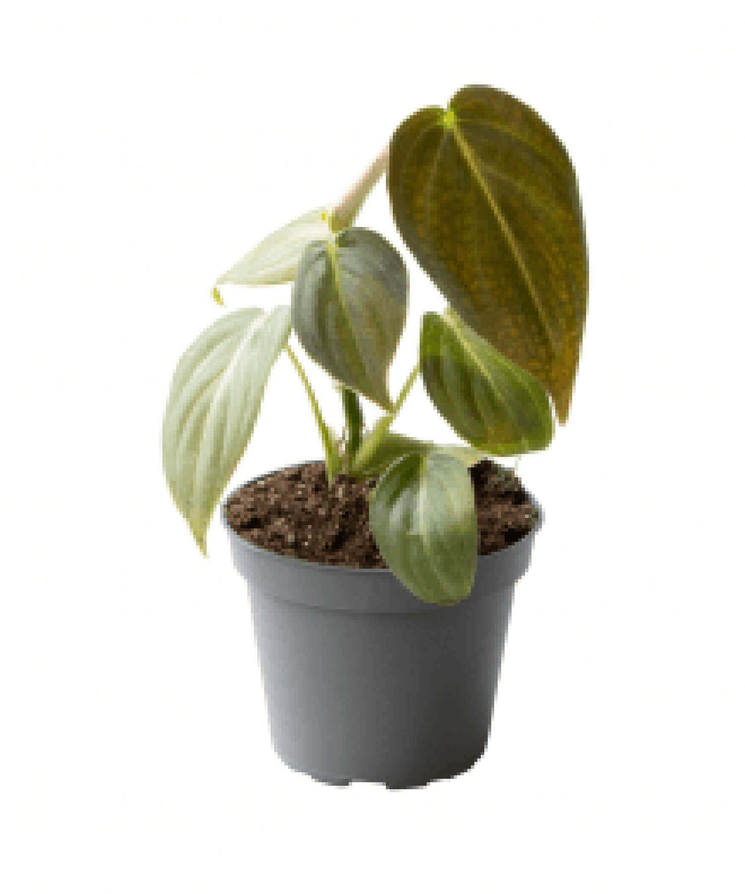 plant set: Velvety Babies on white background.