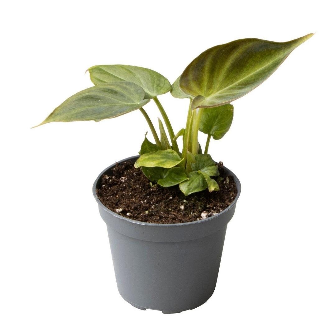 plant set: Velvety Babies on white background.