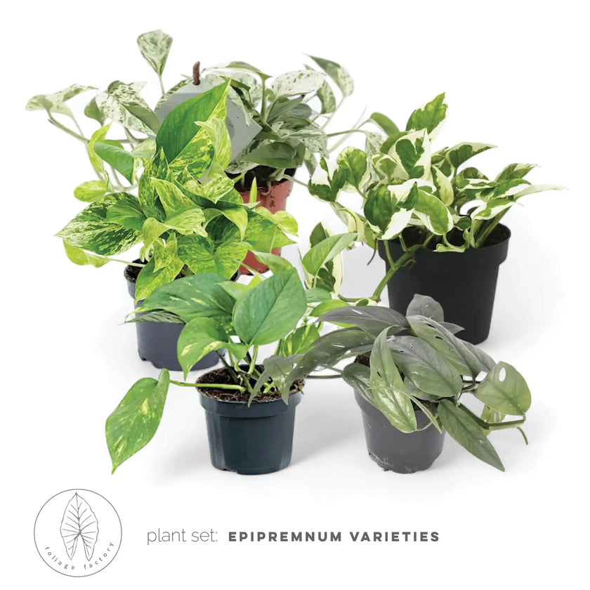 plant set: Epipremnum Varieties leaf close-up on white background.