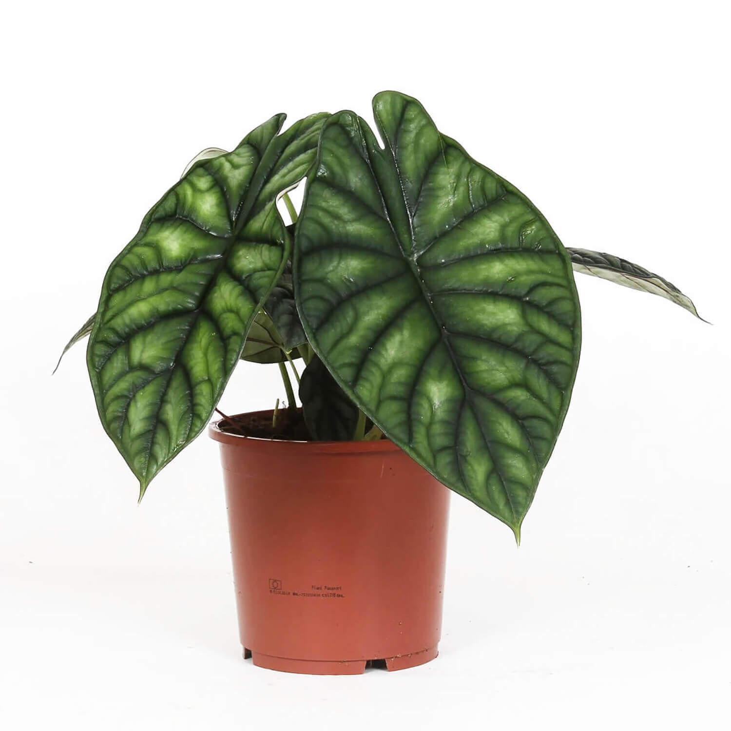 Pflanzenset : The Dragon Alocasias Zimmerpflanze im Anzuchttopf vor weiĂem Hintergrund, Produktfoto 3.