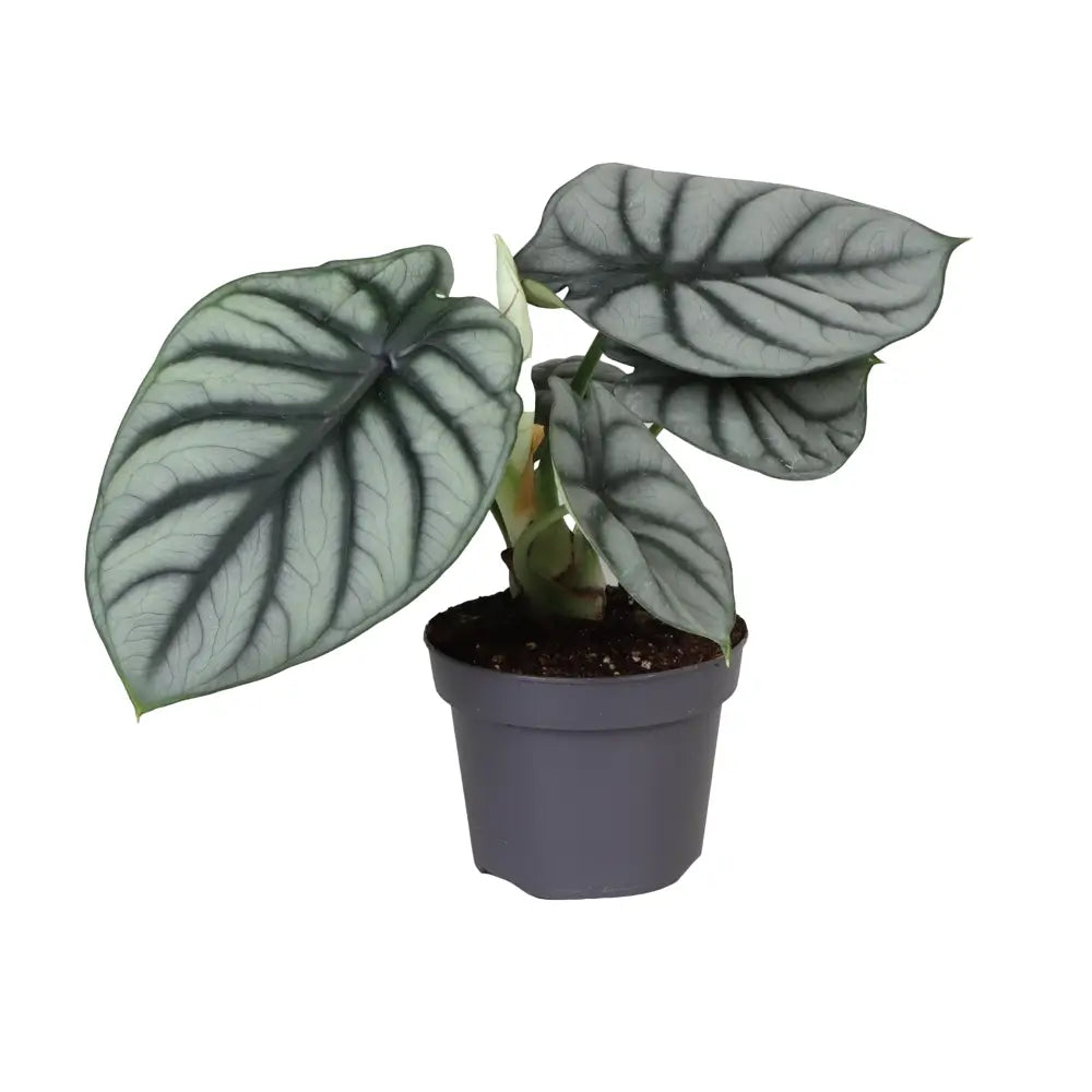 Pflanzenset : The Dragon Alocasias Zimmerpflanze im Anzuchttopf vor weiĂem Hintergrund, Produktfoto 4.