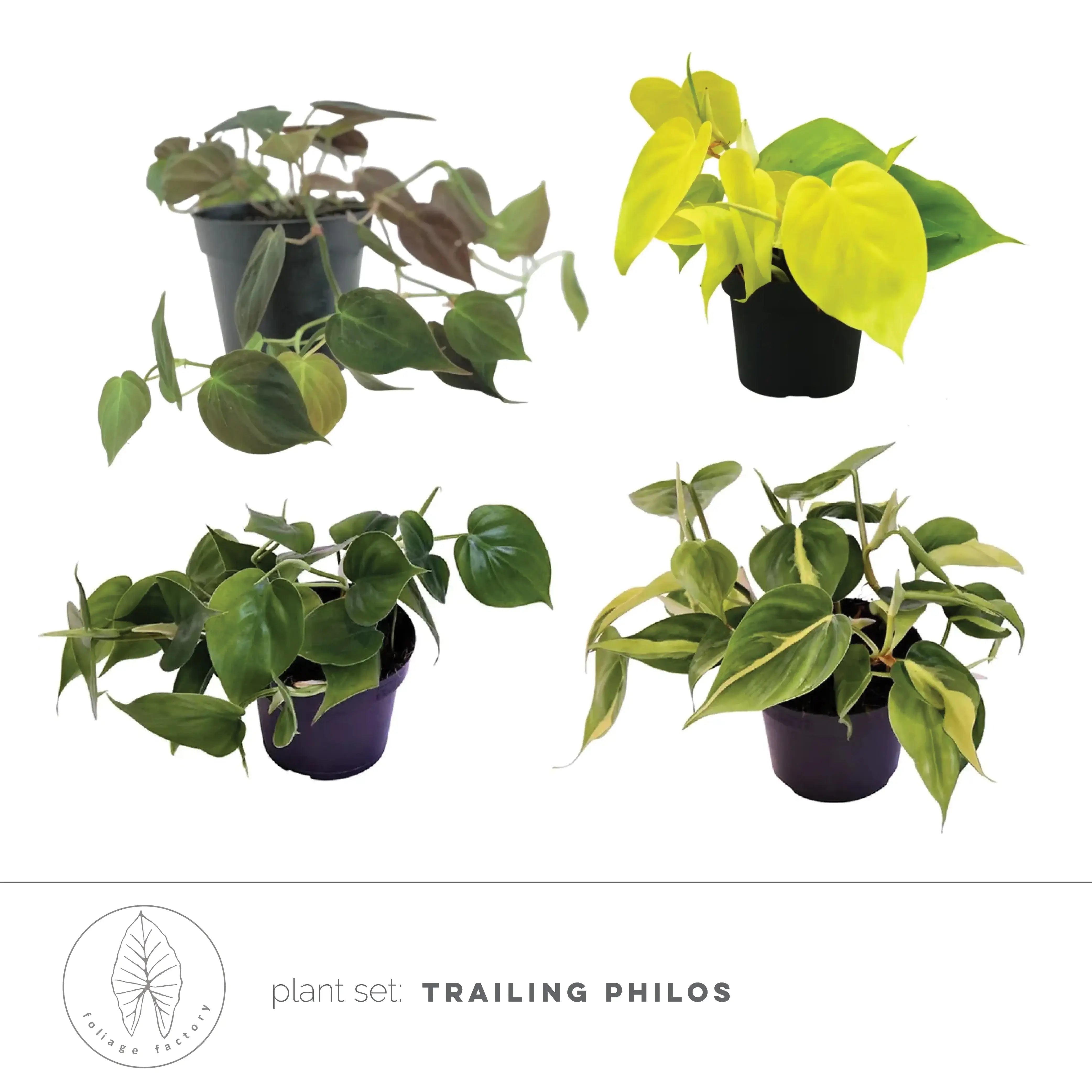 Pflanzenset : Trailing Philos – Blattdetail vor weißem Hintergrund..