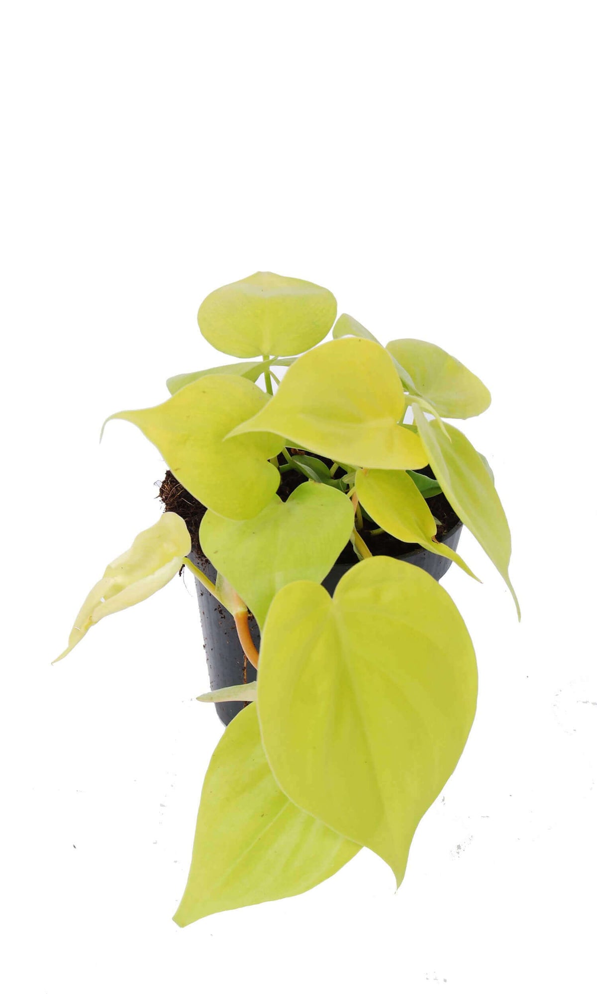 plant set: Trailing Philos potted houseplant in nursery pot on white background, product photo 2.