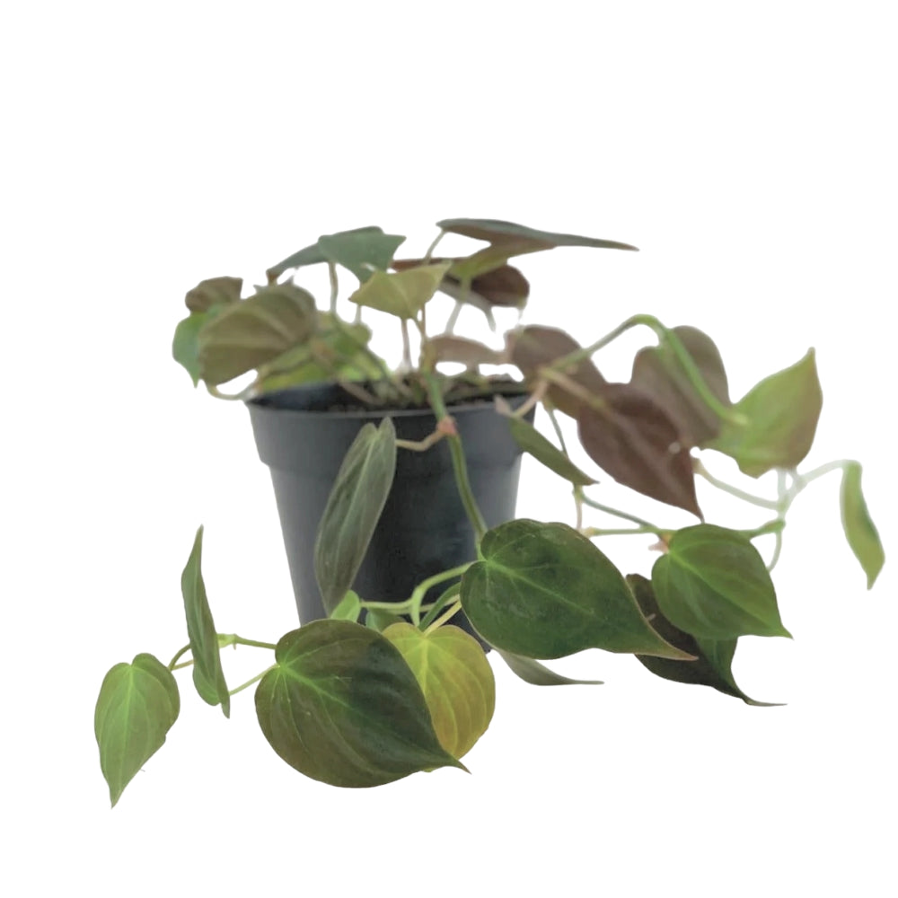 plant set: Trailing Philos potted houseplant in nursery pot on white background, product photo 5.