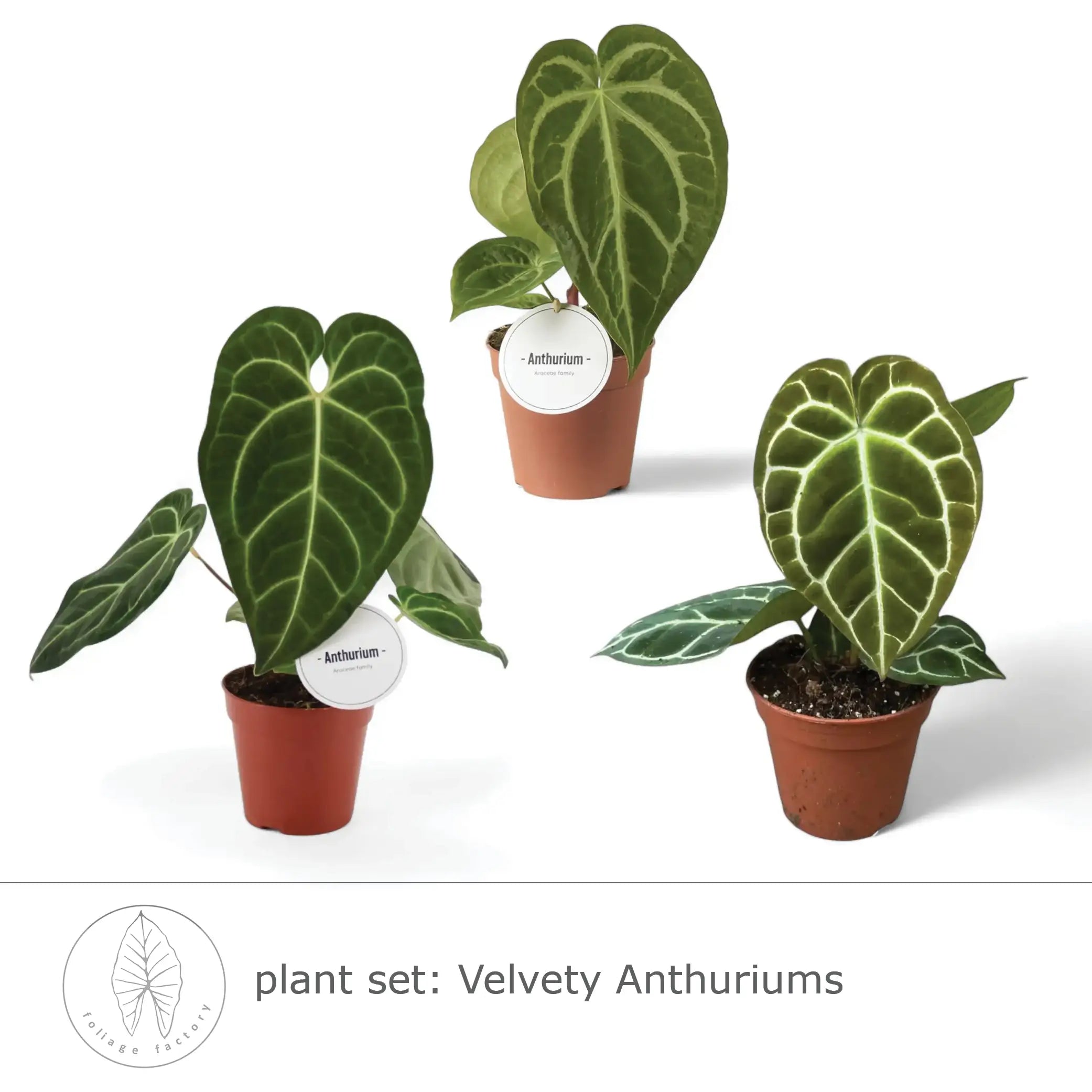 plant set: Velvety Anthuriums leaf close-up on white background.