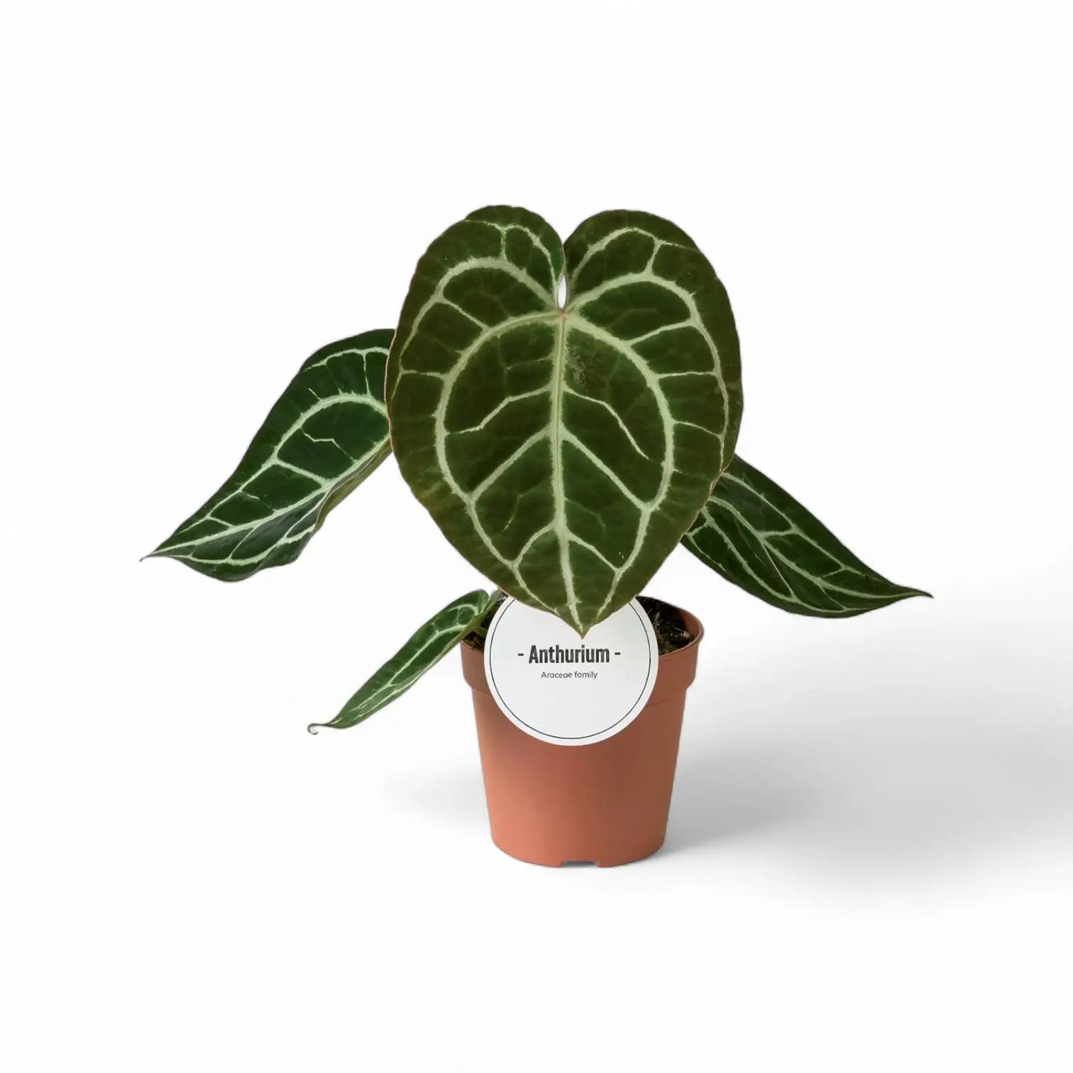 plant set: Velvety Anthuriums potted houseplant in nursery pot on white background, product photo 4.