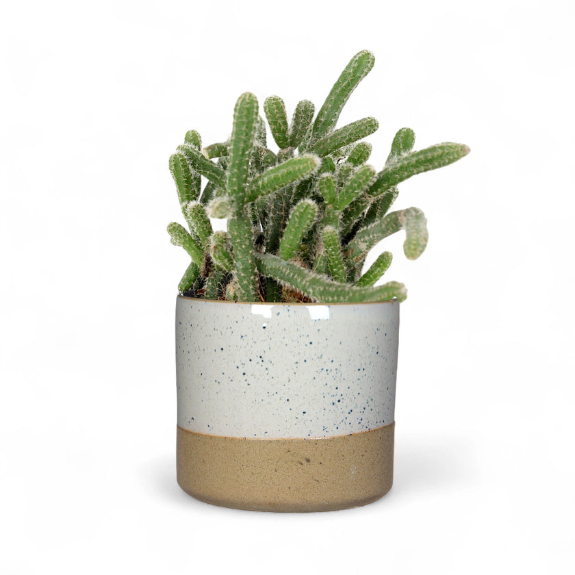 Planter 'Lago' on white background.