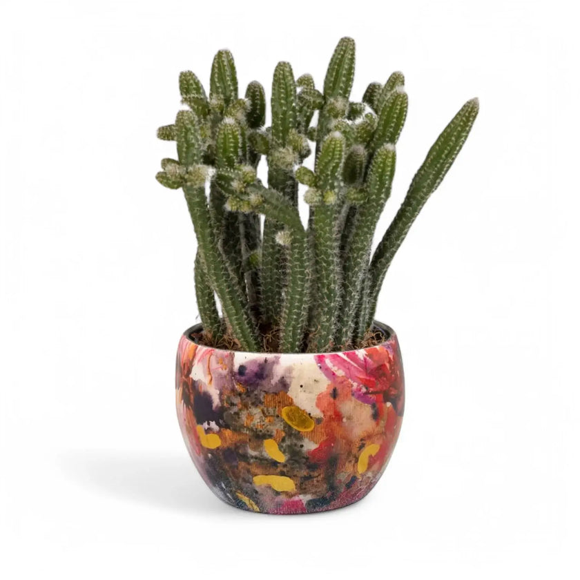 Planter 'Sweet Magnolia' on white background.