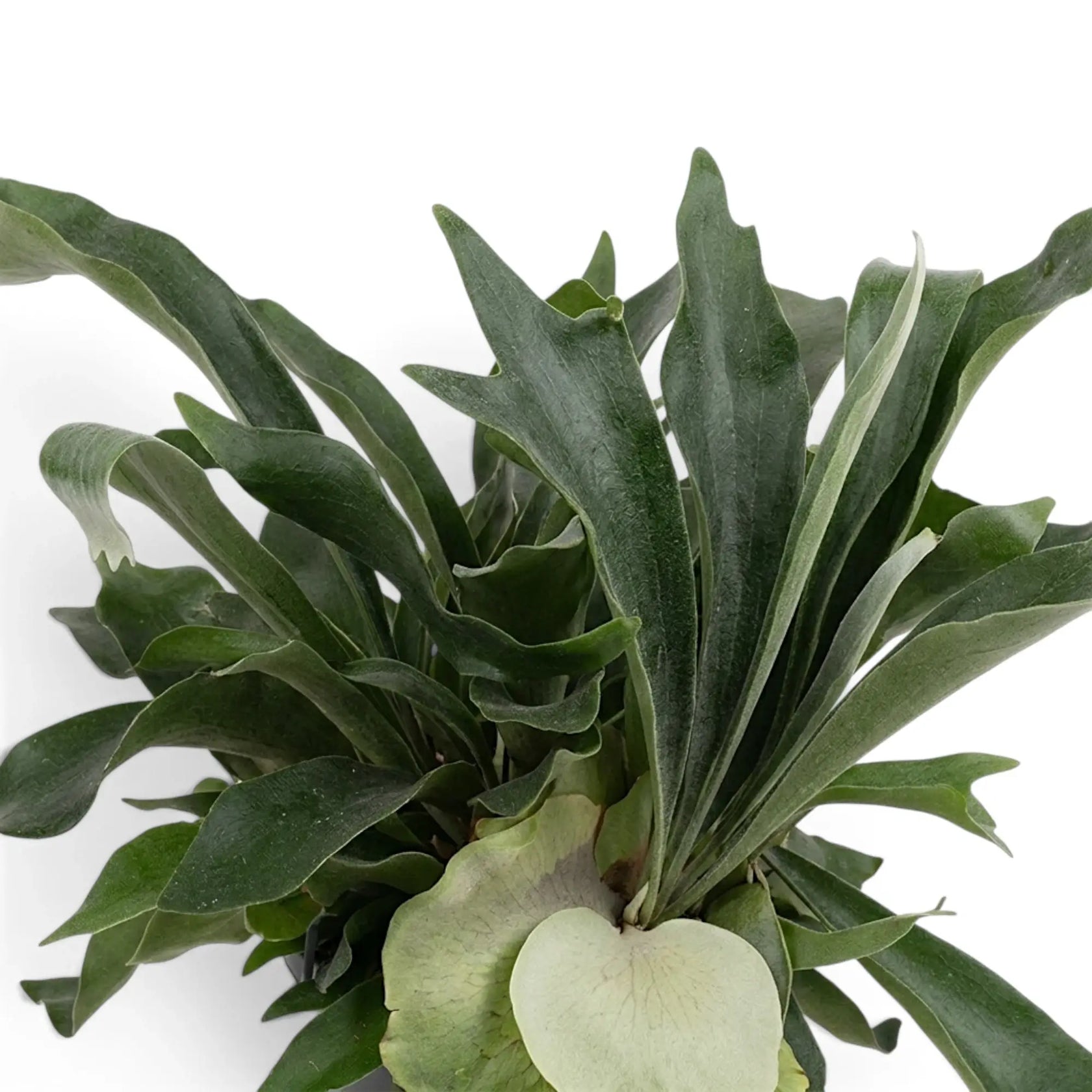 Platycerium bifurcatum 'Netherlands' foliage detail with soft grey-green forked fronds