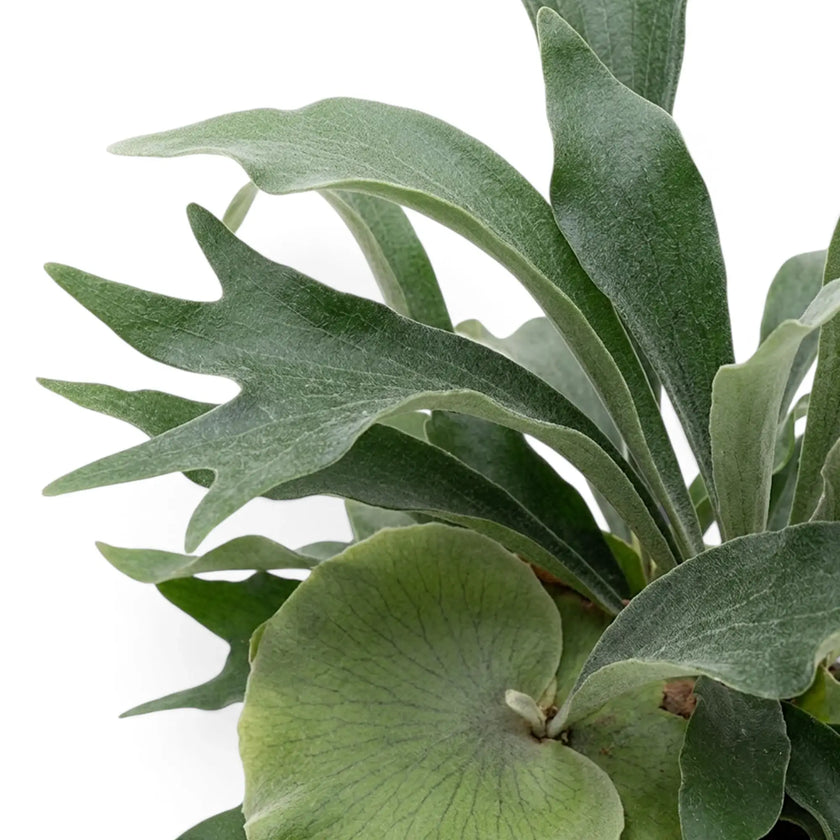 Close-up of Platycerium bifurcatum 'Netherlands' with rounded shield fronds and forked antler-like fronds