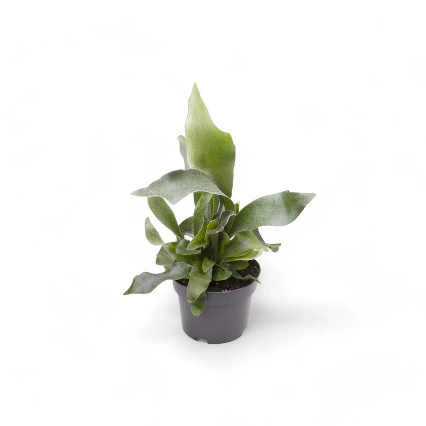 Platycerium bifurcatum 'Netherlands' potted plant in nursery pot on white background.