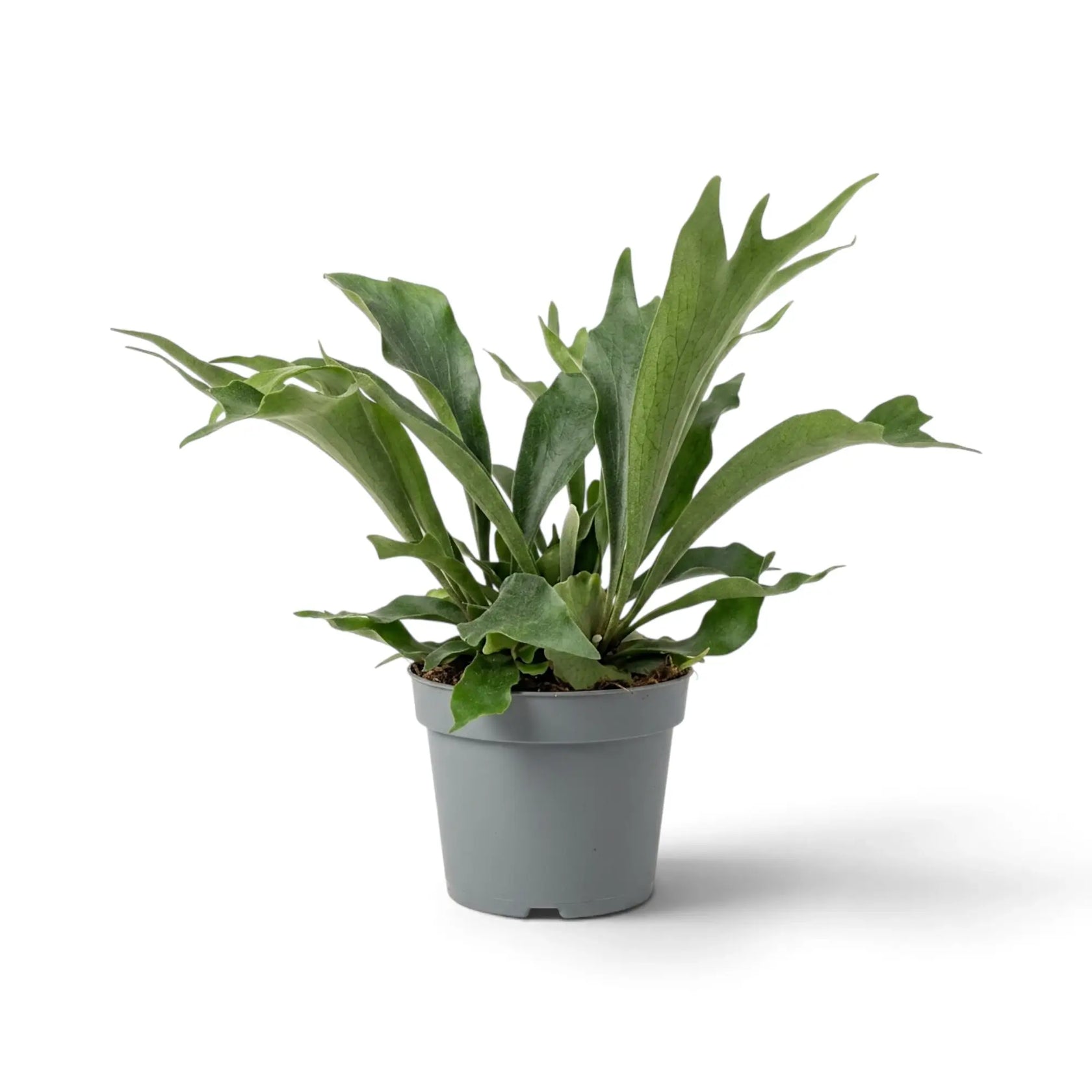 Platycerium bifurcatum 'Netherlands' with forked grey-green fronds above rounded shield fronds