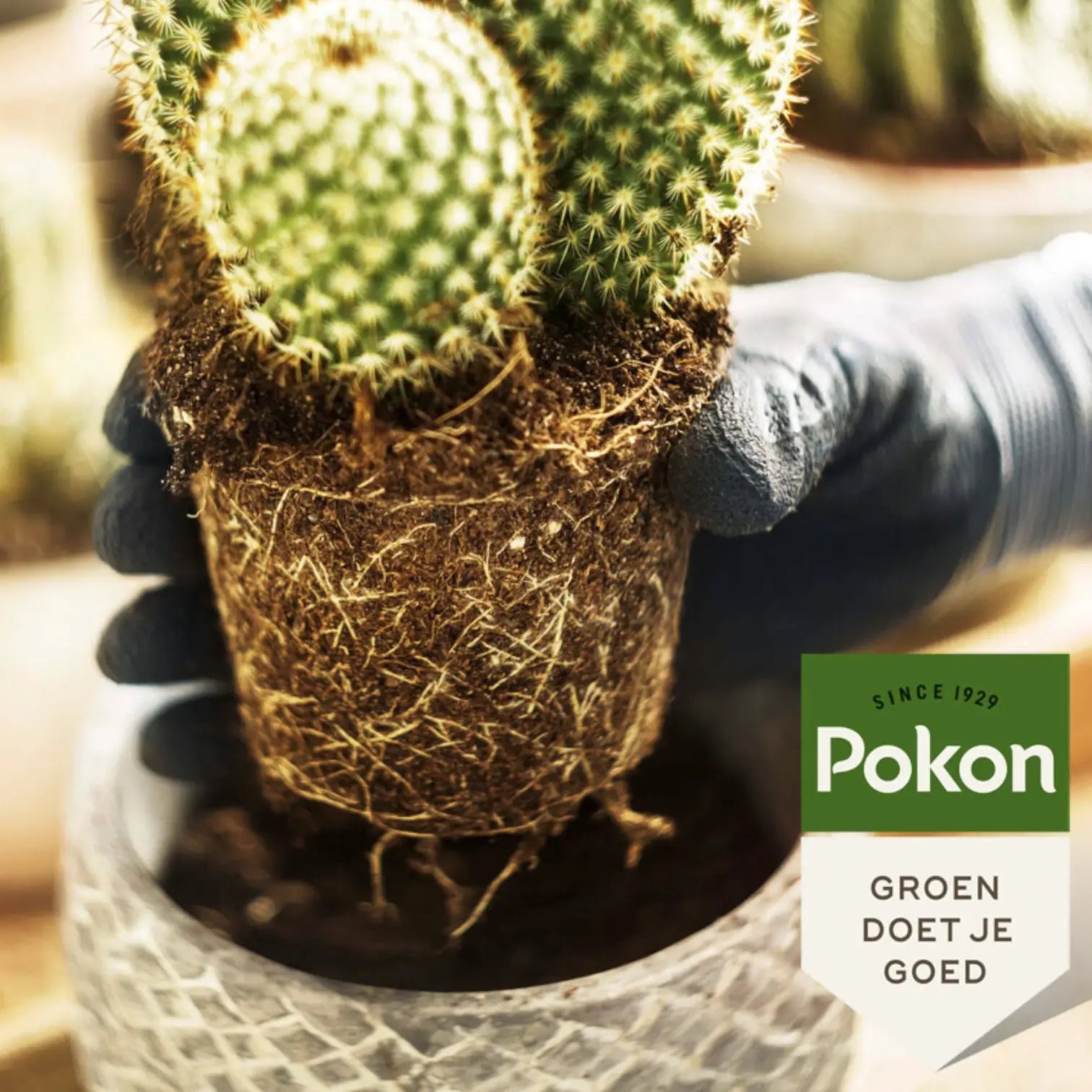 Pokon Cactus Potting Soil on white background.