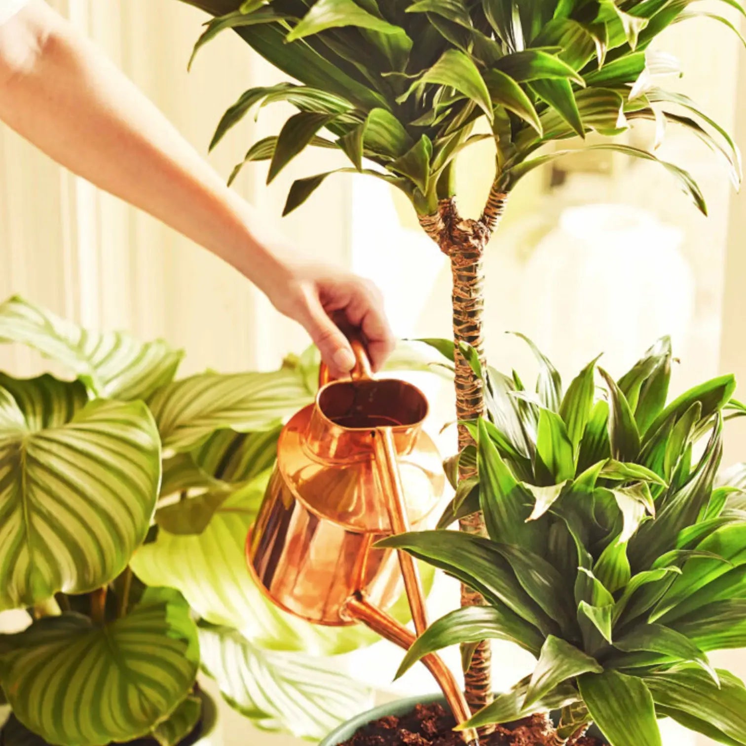 Pokon Houseplant Fertilizer Powder on white background.