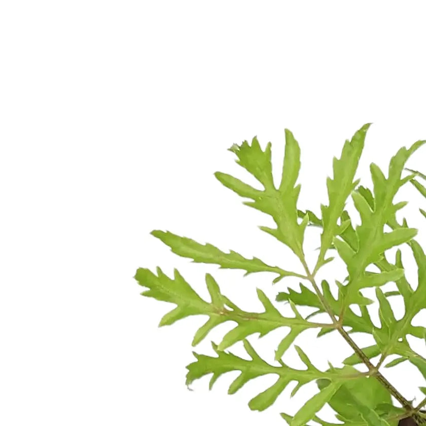 Polyscias filicifolia close-up of leaf on white background.