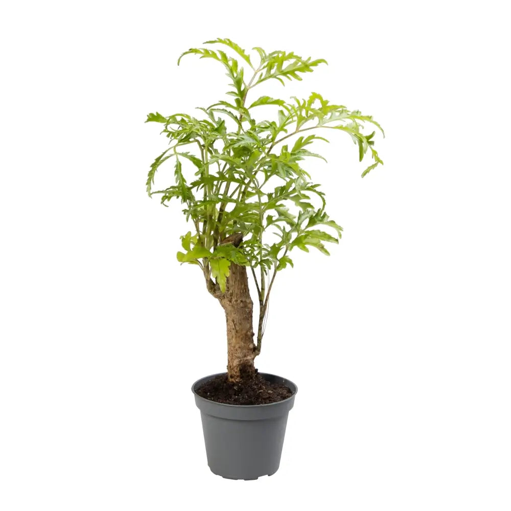Polyscias filicifolia – Topfpflanze im Kulturtopf vor weißem Hintergrund, Produktfoto 2.