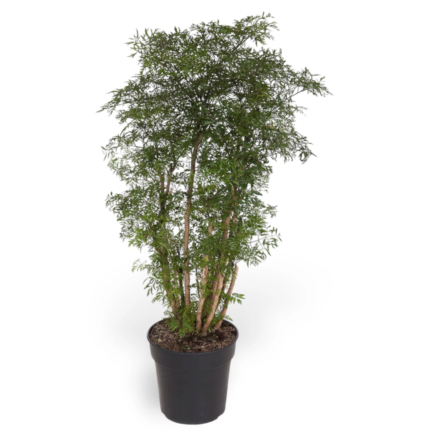 Polyscias fruticosa 'Ming' ('Ming Aralia') potted plant in nursery pot on white background.