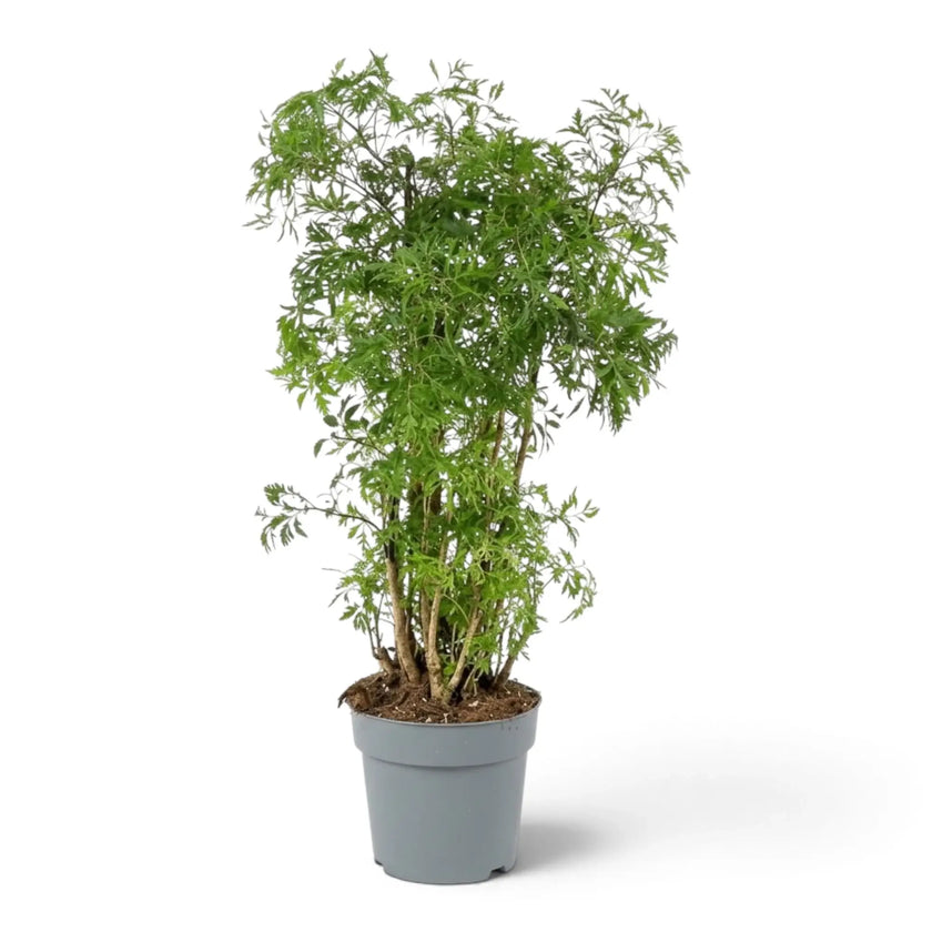 Polyscias fruticosa 'Ming' mit feinem dunkelgrünem Blattwerk an schlanken rötlich braunen verholzten Trieben