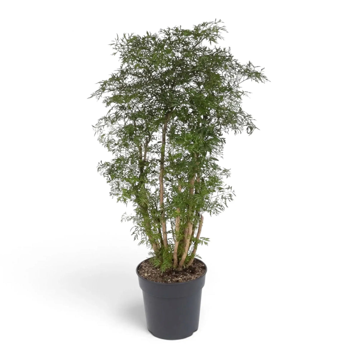 Polyscias fruticosa 'Ming' mit mehreren verholzten Stämmen und dichtem, fein eingeschnittenem grünen Blattwerk