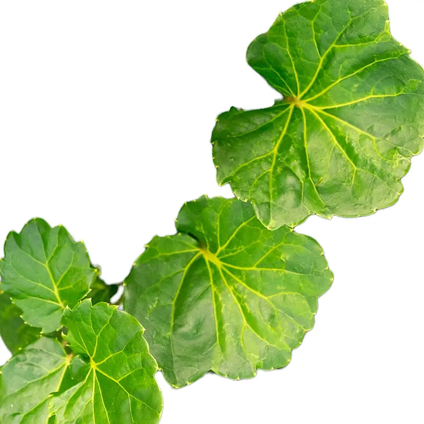Polyscias pinnata ‘Green Lemon’ leaf detail on white background.
