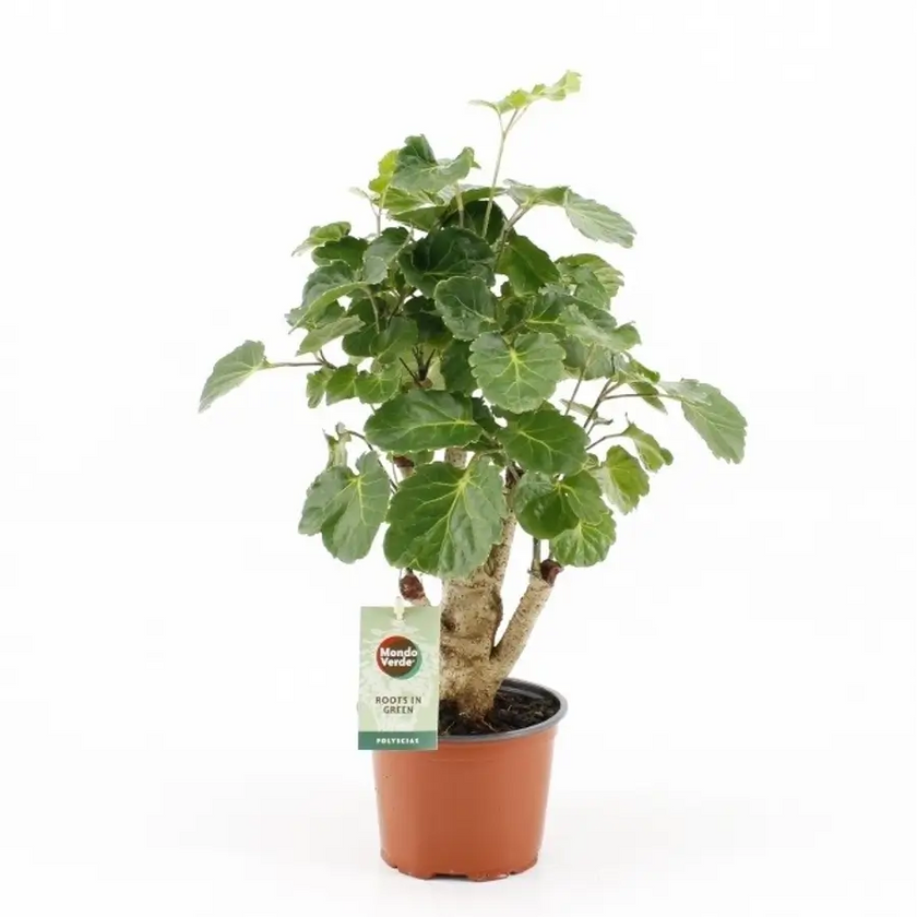 Polyscias pinnata ‘Green Lemon’ potted plant in nursery pot on white background.