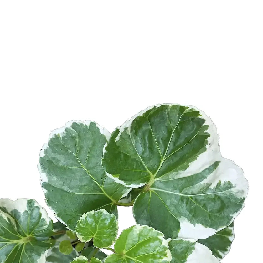 Polyscias scutellaria 'Butterfly' close-up of leaf on white background.