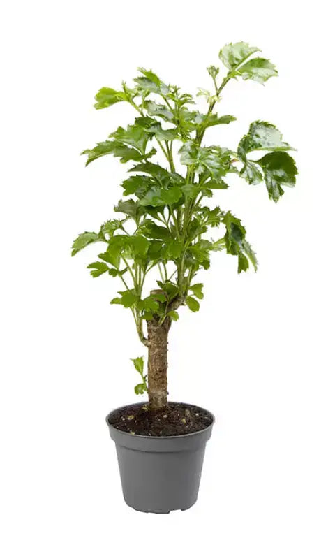 Polyscias scutellaria 'Butterfly' potted plant in nursery pot on white background.