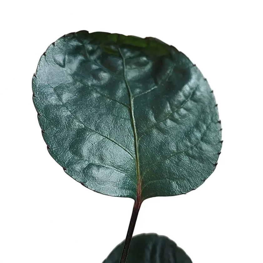 Polyscias scutellaria 'Fabian' leaf close-up on white background.