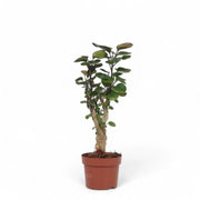 Polyscias scutellaria 'Fabian' potted plant in nursery pot on white background.