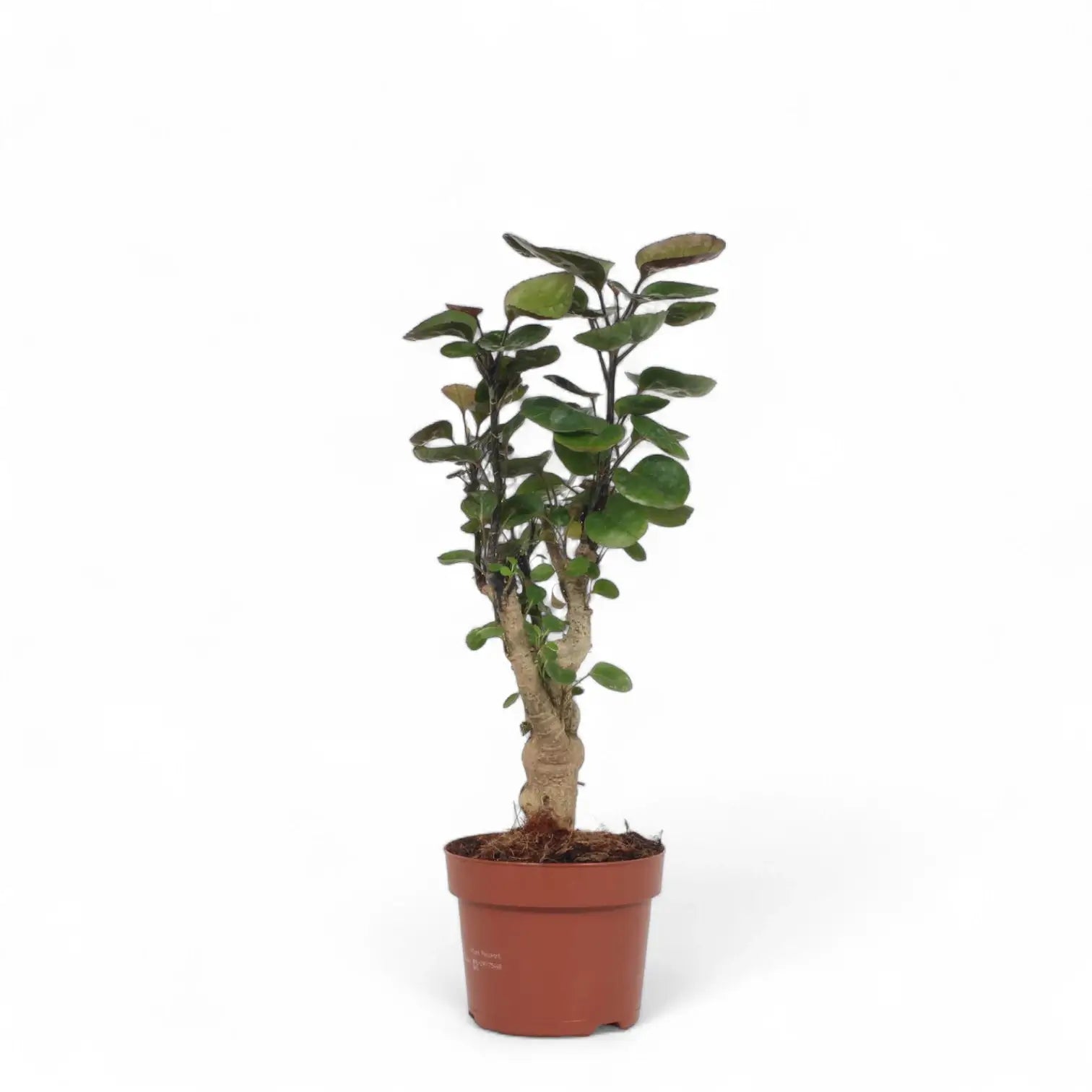 Polyscias scutellaria 'Fabian' potted plant in nursery pot on white background.